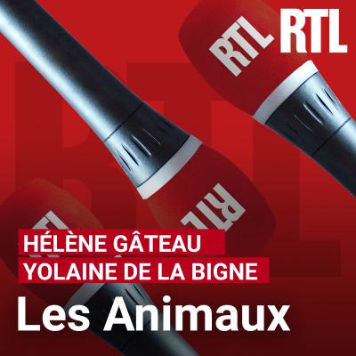 Podcast RTL Les animaux avec Hélène Gateau